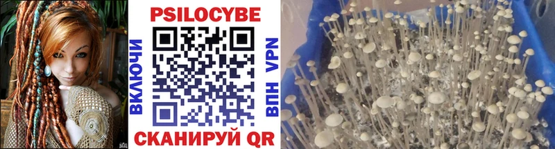 Псилоцибиновые грибы Psilocybe  Новочебоксарск 